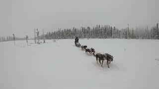 Driver  Musher Lacy Kuehl Training 2023 Jr Iditarod [upl. by Leeth641]