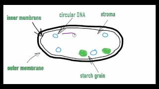 A level Biology AQAOCR EDEXCEL Photosynthesis part 1 Chloroplast Structure [upl. by Camroc777]