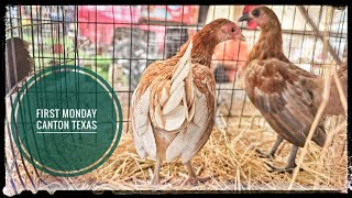 Animales Exoticos en Canton Texas Ep7 [upl. by Tsew]