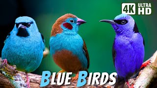 Most Beautiful Blue Birds  Stunning Nature  Relaxing Birds Sound  Symphony of Serenity  No Music [upl. by Alethea]