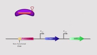 Identifying and visualizing functional PAM diversity across CRISPRCas systems [upl. by Hallie]