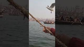 Triveni sangam song [upl. by Nagn259]