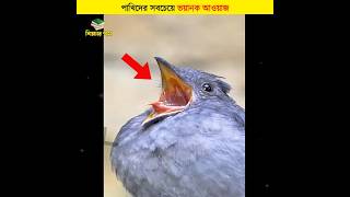 পাখিদের সবচেয়ে ভয়ানক আওয়াজ  শিক্ষার পথ shorts birds [upl. by Ainel]