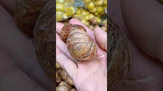 chestnut seed box of chestnut shortviralyt shortvideo [upl. by Zinah]