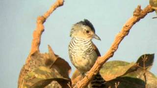 Rufouswinged Antshrike [upl. by Berey695]