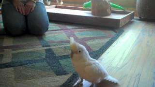 Gaffy the Goffins Cockatoo [upl. by Jerrilee]