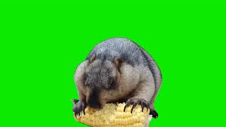 Marmot Eats Corn Meme Green Screen [upl. by Ahserkal]