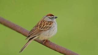 Chipping Sparrow Trilling [upl. by Arretahs]