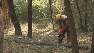 Un projecte de la Diputació millorarà zones forestals de les Muntanyes de Prades [upl. by Ahsinor663]