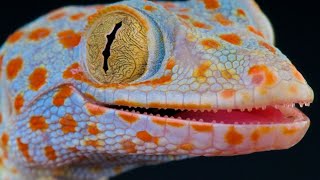 Tuko Sound  Gecko Sound  Picture Of Tokay Gecko [upl. by Gaspar]