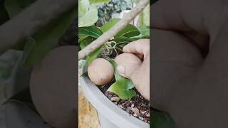 Sapota harvest sapota fruits harvest gardenigtip shortsvideo shorts chiku [upl. by Eannaj]