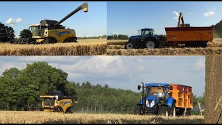 Wintergerst dorsen Flierman Averloo met New Holland CX 8040 Wheat harvest 2023 [upl. by Curkell]