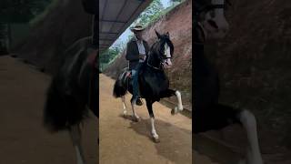 Caballos Bailadores Lalo Peña [upl. by Acinoev]