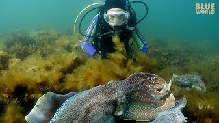 Giant Australian Cuttlefish Theyre almost as big as my kids [upl. by Torp]