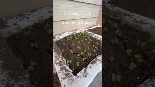 How to fail badly on Sowing directly on soil vs how to successfully nurse seedlings before planting [upl. by Pinelli683]