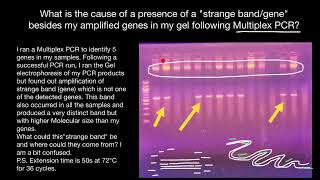 Extra bands in gel following Multiplex PCR [upl. by Cumings]