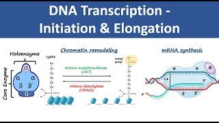 Transcription Initiation in Eukaryotes [upl. by Benedikta]