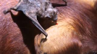 VAMPIRE BAT  Bat Sounds and Pictures [upl. by Sivam]