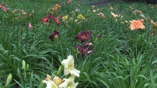 Homegrown  Growing Daylilies [upl. by Danie41]