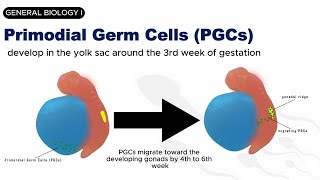 GENERAL BIOLOGY I  GAMETOGENESIS  SPERMATOGENESIS [upl. by Colpin241]