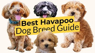 Best Havapoo Dog Breed Guide 📃🔴 2023 🔴 [upl. by Froemming]