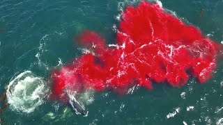 Bloody killer whale predation on female elephant seal [upl. by Wain]