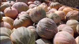 Produção de abóboras de leite em Santana do IpanemaAlagoas [upl. by Bathelda]