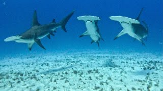 Great Hammerheads [upl. by Dare]