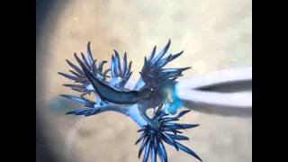 Nudibranch eating blue bottle sting [upl. by Natfa889]