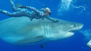 Diver Swims With Record Breaking 20 Foot Great White Shark  Worlds Biggest [upl. by Zuzana186]