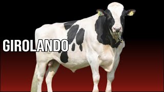 🔴 5 razones por las que NO deberías comprar Vacas Girolando ✅ [upl. by Frazer446]