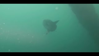 Silent Depths Rebreather Diving at the Olympic Ship Wreck and Mola Mola Encounters at the Oil Rigs [upl. by Aenyl]