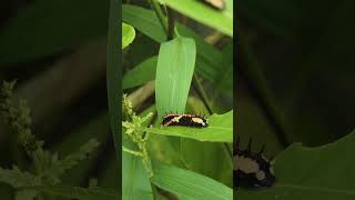 Papilio clytia Beautiful Caterpillar found in India butterfly caterpillar nature india kerala [upl. by Muriah146]