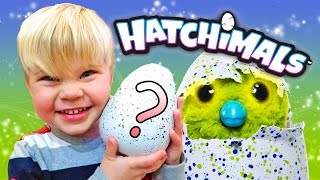 HATCHIMAL EGG SURPRISE HIS FIRST HATCHIMAL [upl. by Ellehs]