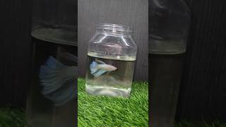 Betta fish treatment🐟bettafishhobbyaquariumfollow for more videos [upl. by Annayr412]