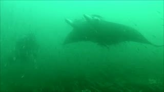 Spearfishing out of Matanzas Inlet [upl. by Wicks]