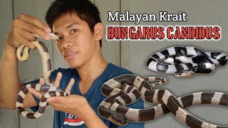 ULAR WELING  MALAYAN KRAIT  Bungarus Candidus [upl. by Eadahs]