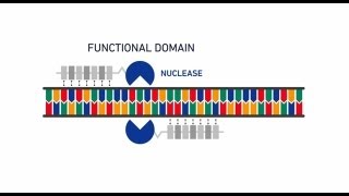 Genome editing with GeneArt® Precision TALs [upl. by Ivor]