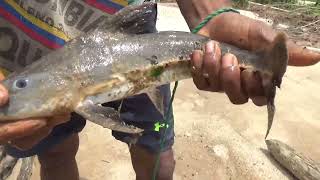 Pesca con atarraya en Colombia pescado en rio 2024 [upl. by Attenyt]