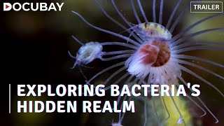 Decode Incredible Capabilities Of Bacteria In This Fascinating Documentary Living With Bacteria [upl. by Acebber]