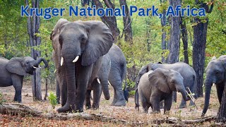 Discover Kruger National Park Africas Ultimate Wildlife Safari Destination [upl. by Aisac]