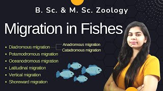 Migration in Fishes  Types of fish migration  II B Sc amp M Sc II Zoology [upl. by Gunnar]