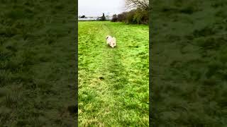 Barney dog wee dance tibetanterrier funnyanimals [upl. by Andryc]