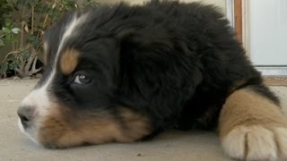 Bernese Mountain Dog Puppy Plays Tug Of War With The Camera Microphone [upl. by Nylaroc]