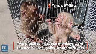 Rare baby monkeys rescued babysat by local police in SW China How sweet [upl. by Nomead]