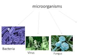 Bacteria viruses and fungi [upl. by Roehm734]