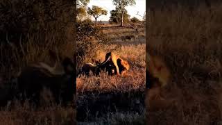 Lion hunt hyena animals wildlife wildanimals foryou fyp [upl. by Grantley]