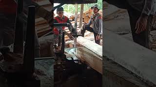 potong kayu sengon kaso [upl. by Vlada]