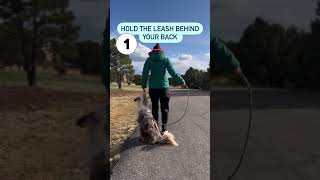 Dog Leash Training [upl. by Aerdna]