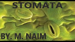 Stomata Opening amp Closing  Plants  Biology 9th  Chapter 8 Nutrition [upl. by Senecal374]